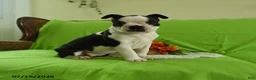 Boston Terrier dogs for sale: Vera - Ad 3