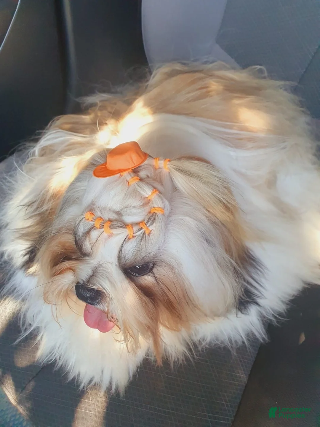 Shih Tzu dogs for sale: Shih Tzu female  - Ad 2