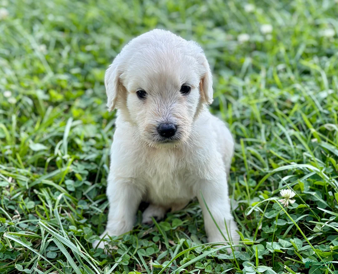 Goldendoodle dogs for sale: Goldendoodle 5 - Ad 2