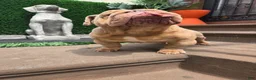 English Bulldog dogs for stud: OPEN FOR STUD - Ad 47