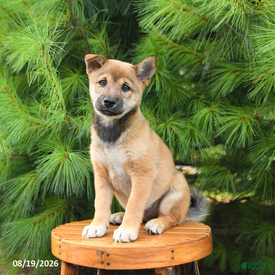 Shiba Inu dogs Skippy - Ad 1