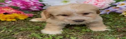 Mini Goldendoodle dogs for sale: Oak - Ad 4