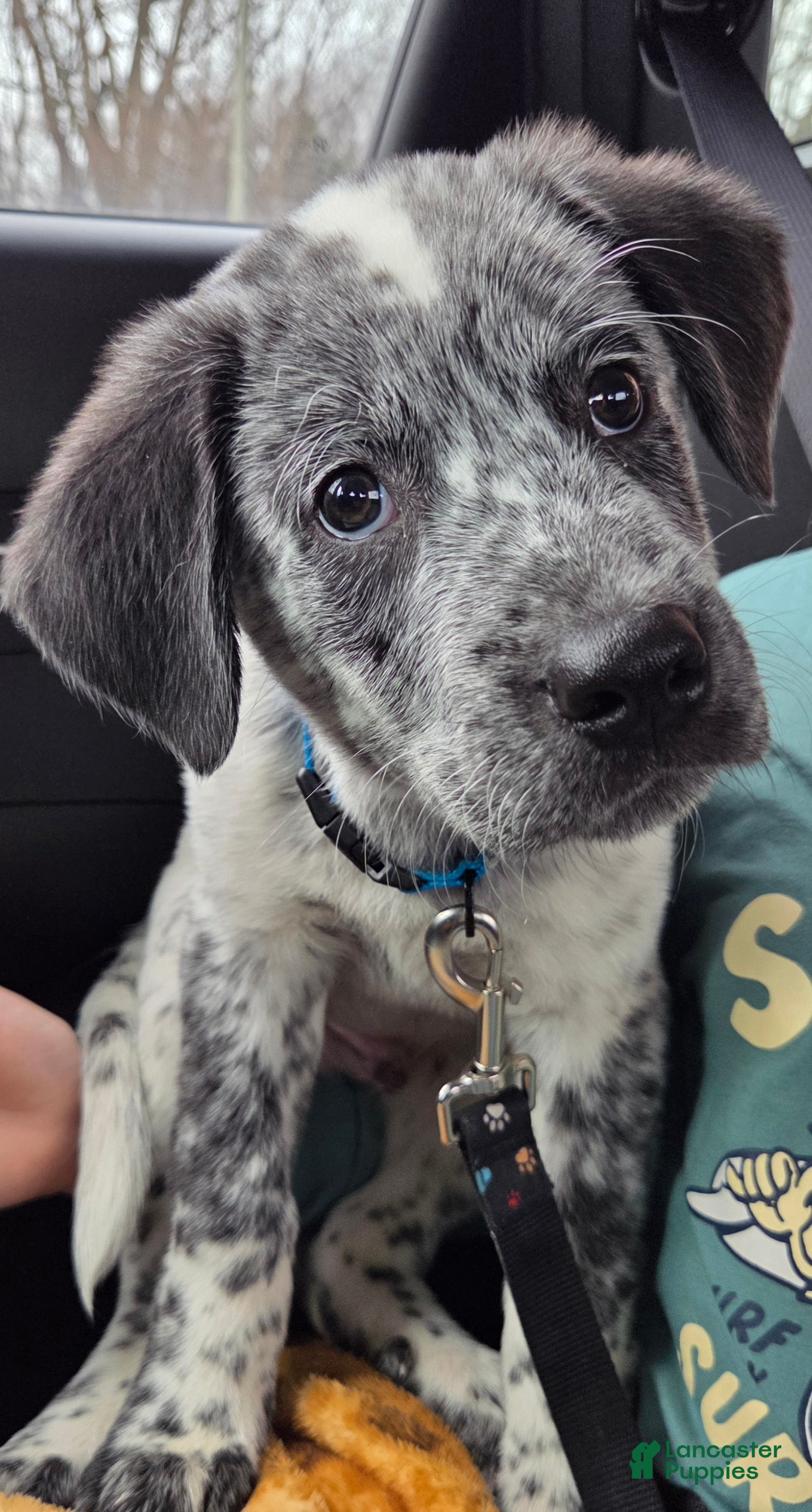 Mixed Breed dogs Snoopy - Ad 14