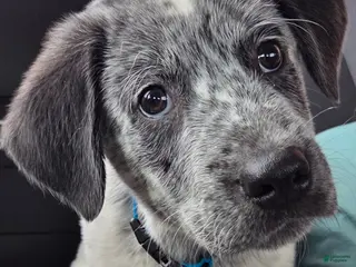 Mixed Breed dogs Snoopy - Ad 34