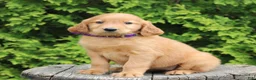 Mixed Breed dogs for sale: Wava - Ad 4
