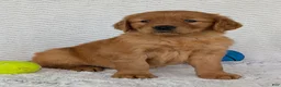 Golden Retriever dogs for sale: Rocco - Ad 6