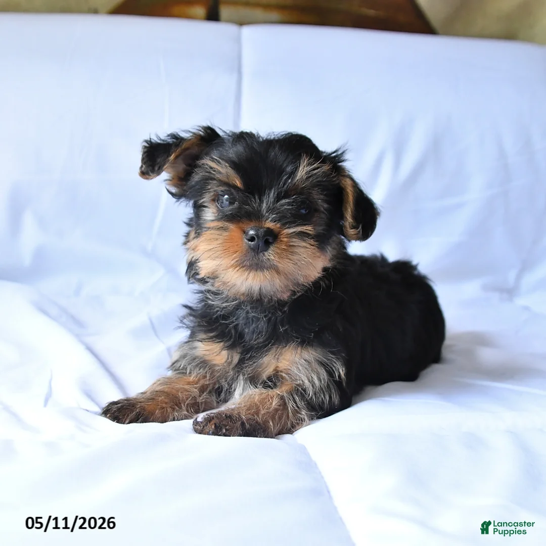 Yorkshire Terrier dogs for sale: Rosie - Ad 1