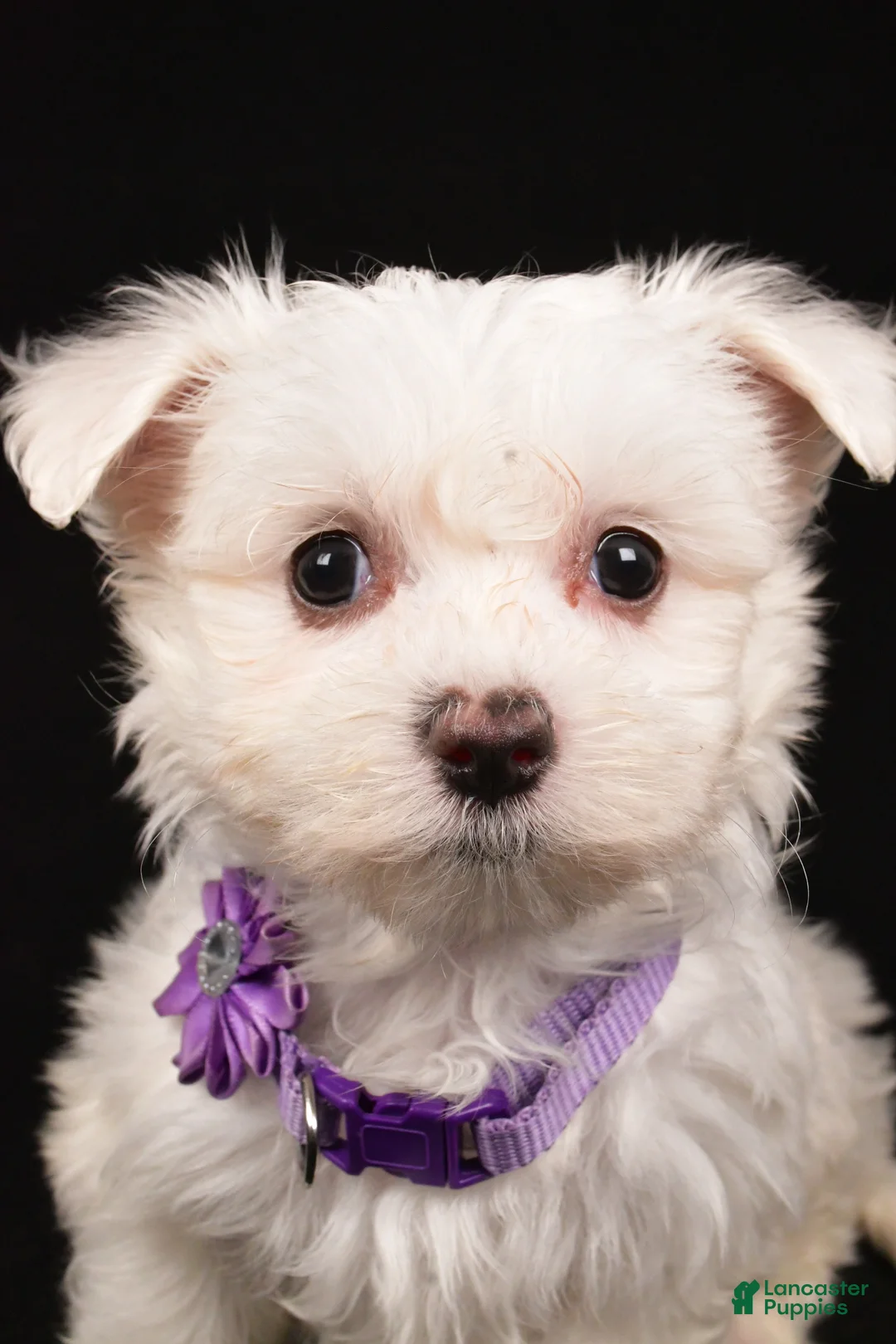 Maltese dogs for sale: Minty - Ad 9