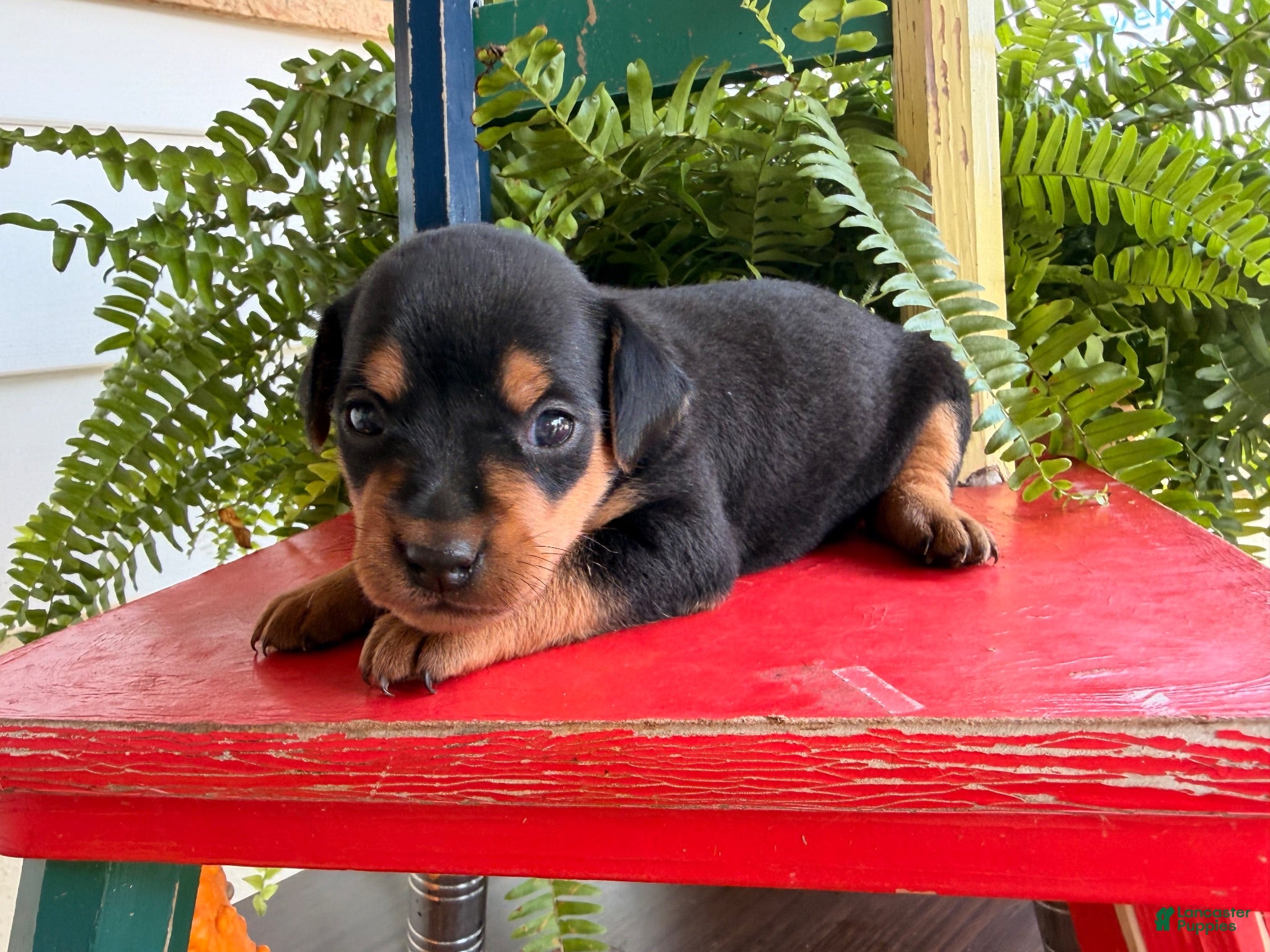 Miniature Pinscher dogs Martha  - Ad 1