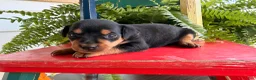 Miniature Pinscher dogs for sale: Martha  - Ad 1