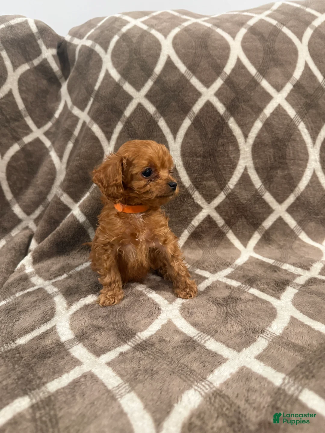 Cockapoo dogs for sale: Ranger - Ad 2