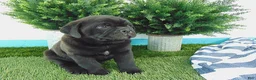 Mixed Breed dogs for sale: Silas - Ad 2