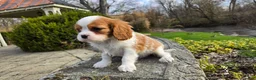 Cavalier King Charles Spaniel dogs for sale: Zion - Ad 11