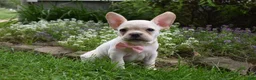 Frug dogs for sale: Mckenzie - Ad 4