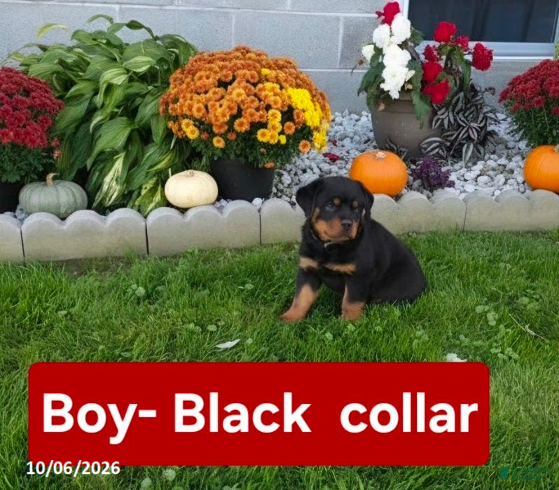 Rottweiler dogs Ranger - Ad 1