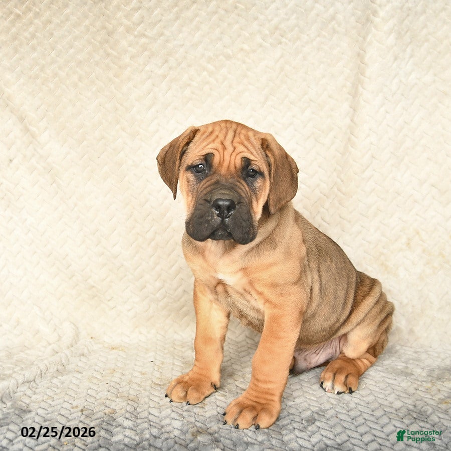 Cane Corso dogs Vegas  - Ad 2