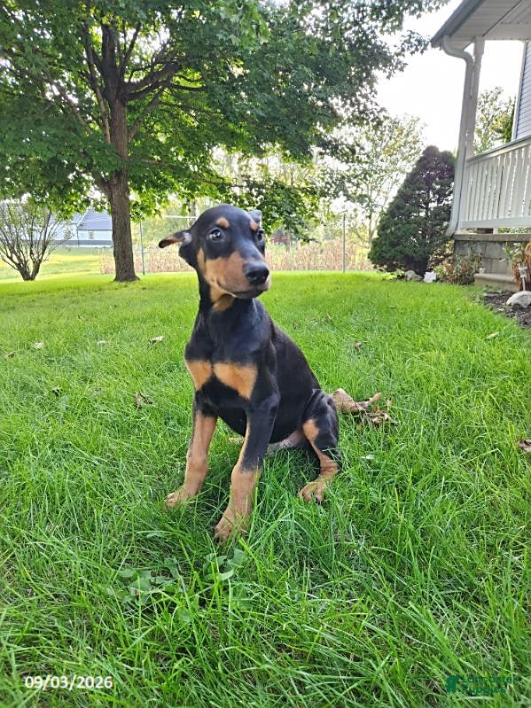 Doberman Pinscher dogs Kash - Ad 2