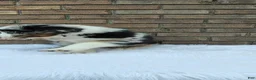 Australian Shepherd dogs for sale: Max - Ad 6