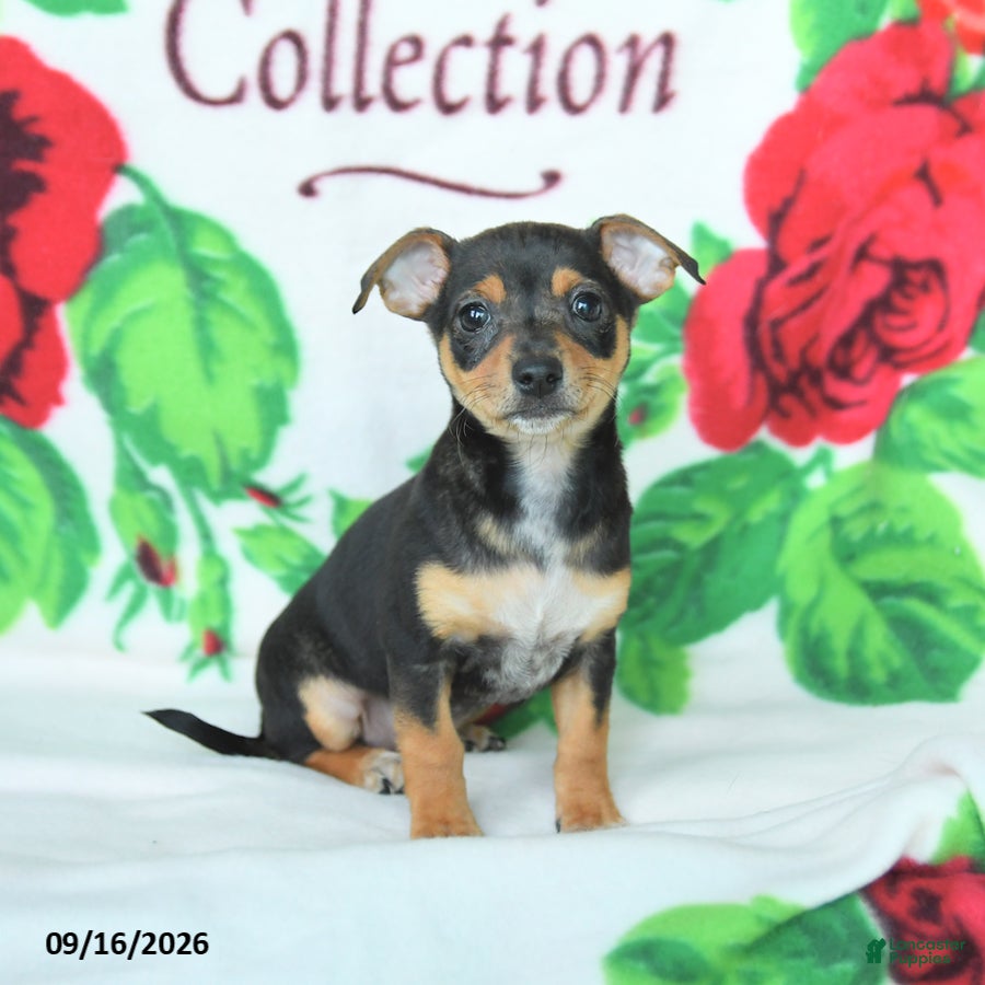 Mixed Breed dogs Honey - Ad 1