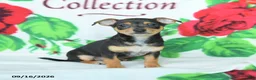 Mixed Breed dogs for sale: Honey - Ad 1
