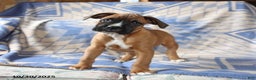 Boxer dogs for sale: Major - Ad 1