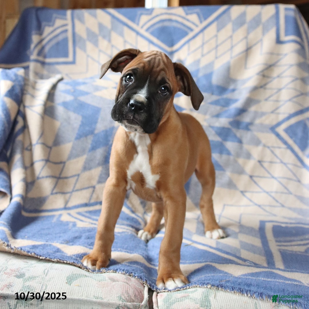 Boxer dogs for sale: Major - Ad 1