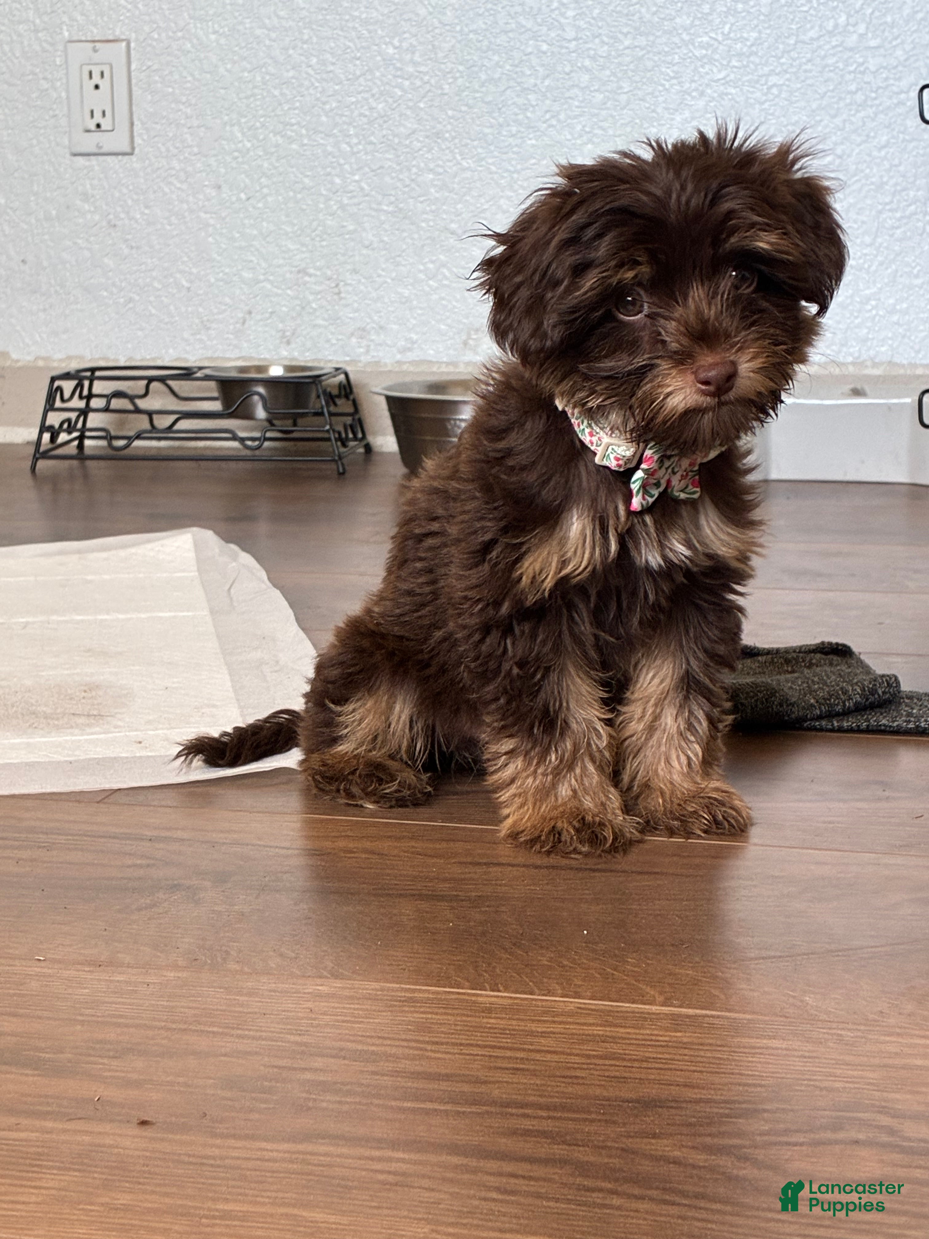 Yorkiepoo dogs Yorkiepoo Puppy 1 - Ad 1