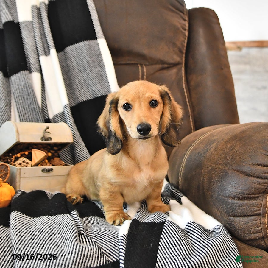 Miniature Dachshund dogs Willow - Ad 1