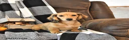 Miniature Dachshund dogs for sale: Willow - Ad 1