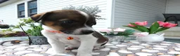 Mixed Breed dogs for sale: Mixed Breed 4 Drew - Ad 3