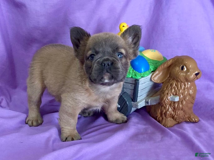 Gallery Image {{count}}