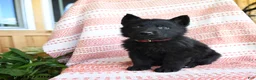 German Shepherd dogs for sale: Tanner - Ad 4
