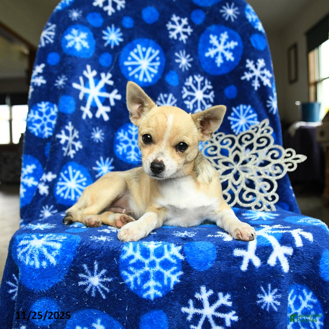 Chihuahua dogs for sale: Charlie - Ad 4