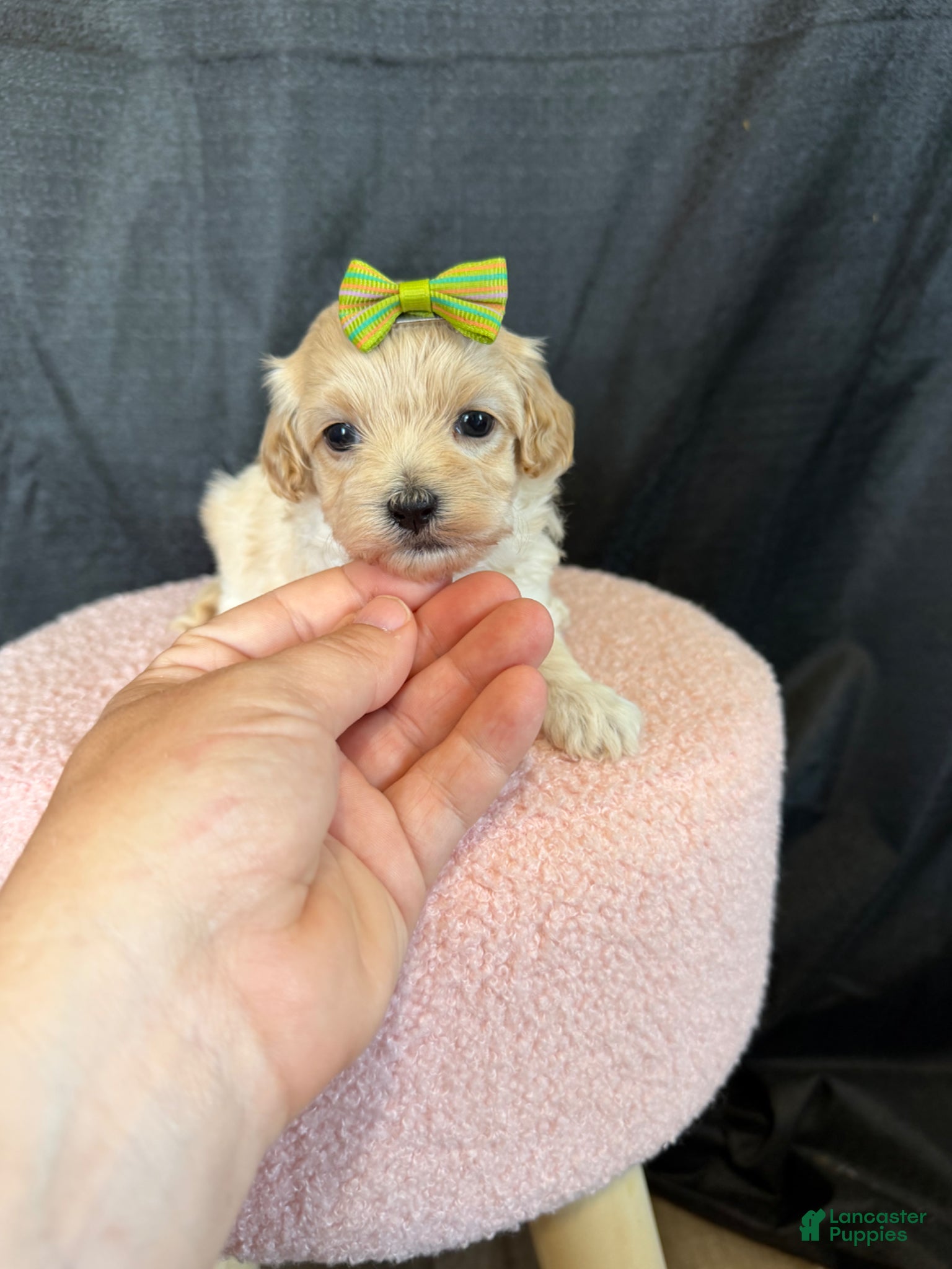 Maltipoo dogs for sale: Barbies Maltipoo Girl! Green Bow 💚 - Ad 4