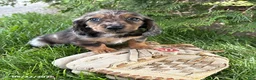 Dachshund dogs for sale: Arty - Ad 3