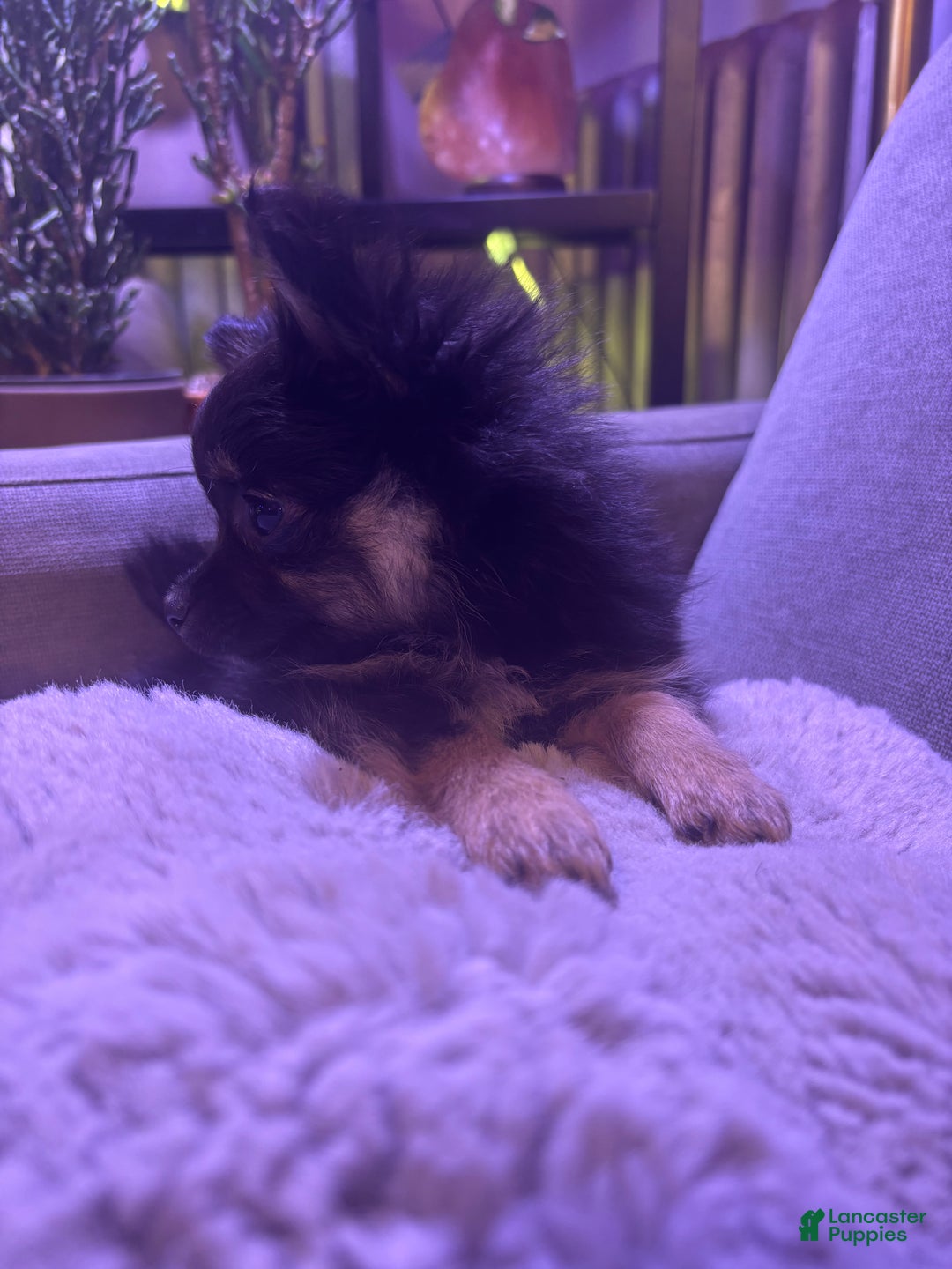 Pomchi dogs for sale: Pomchi Puppy 1 - Ad 7