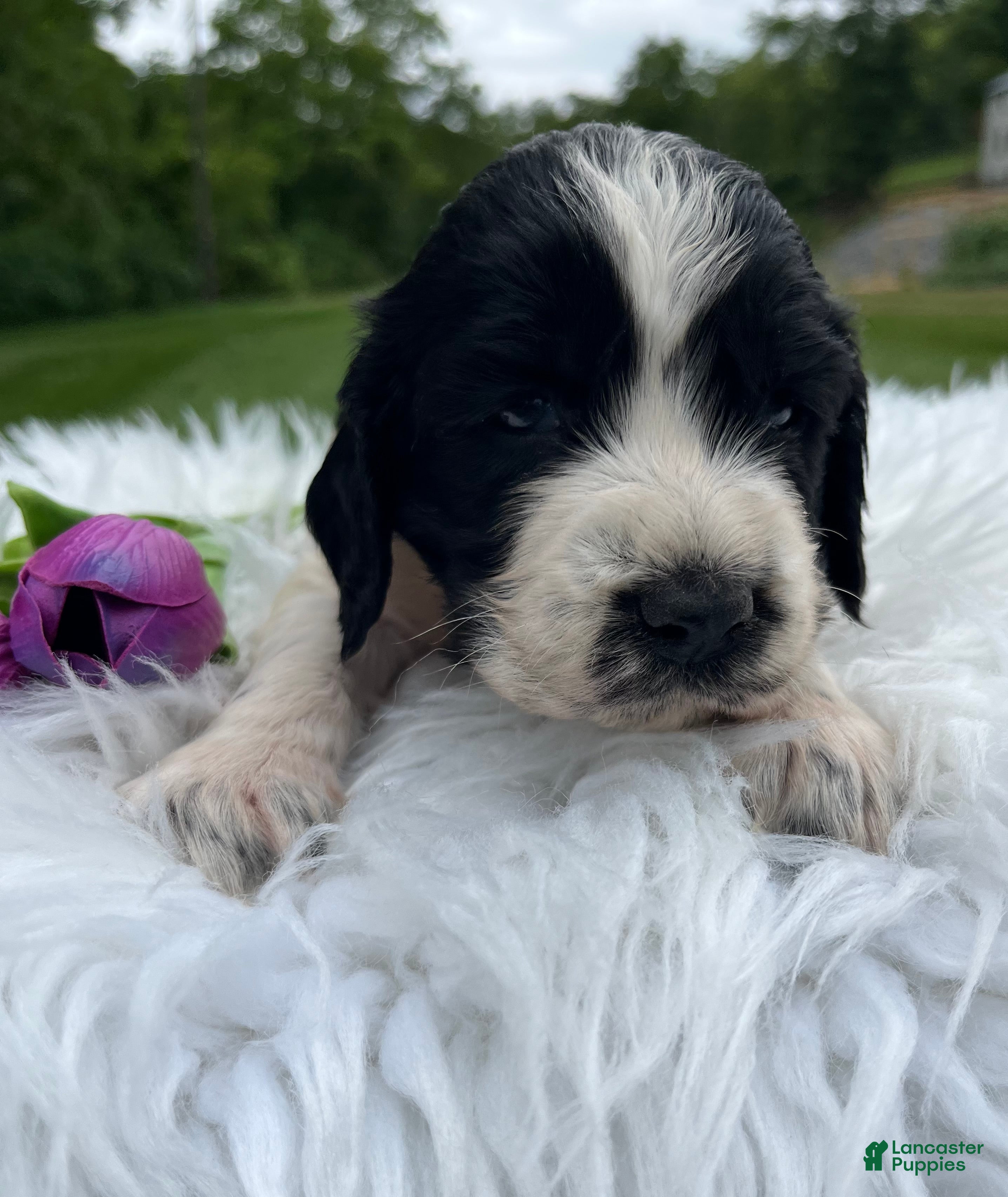 English Springer Spaniel dogs Darla - Ad 2