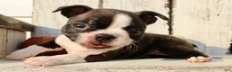 Boston Terrier dogs for sale: Freya Female AKC Boston Terrier - Ad 3