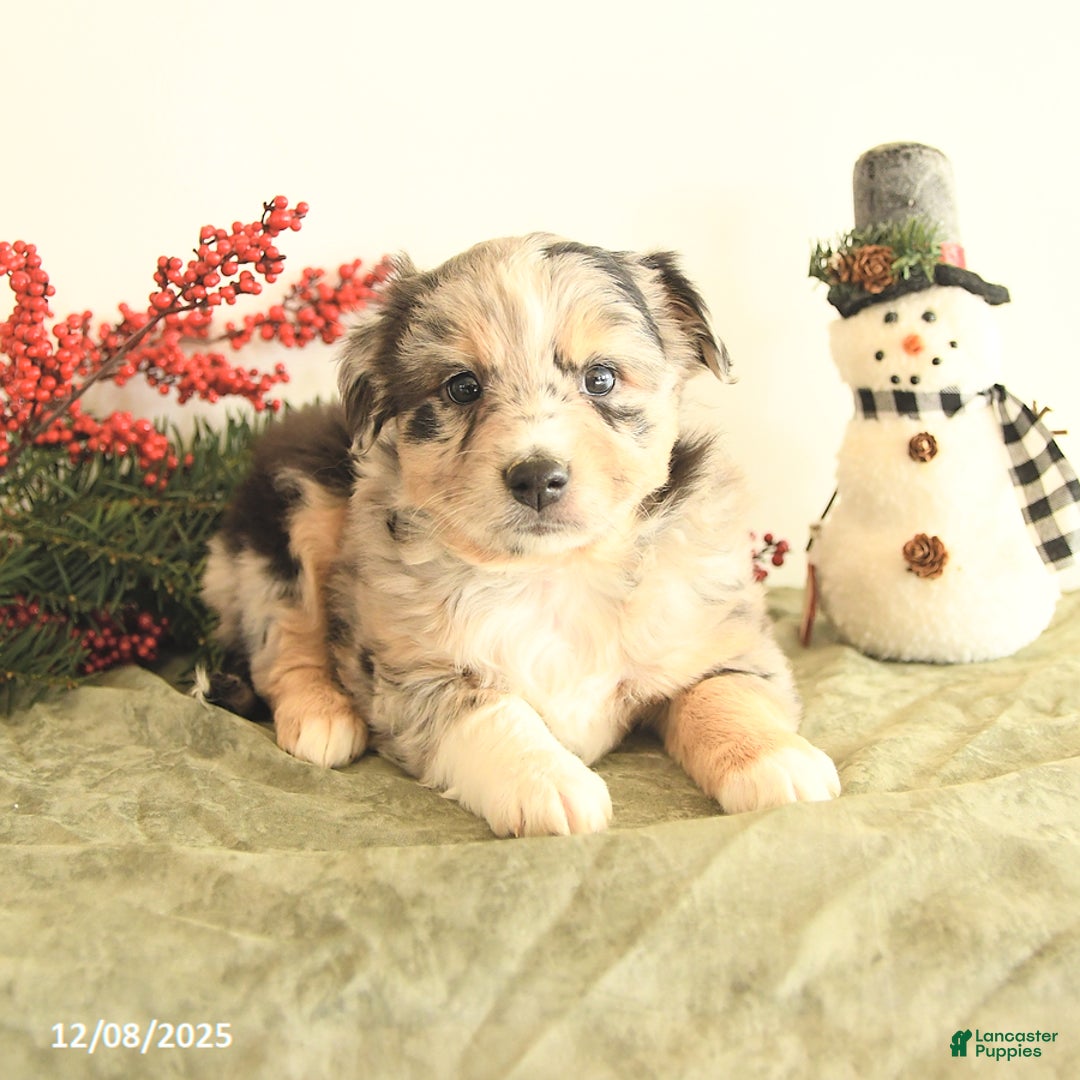 Miniature Australian Shepherd dogs for sale: Tracy - Ad 2