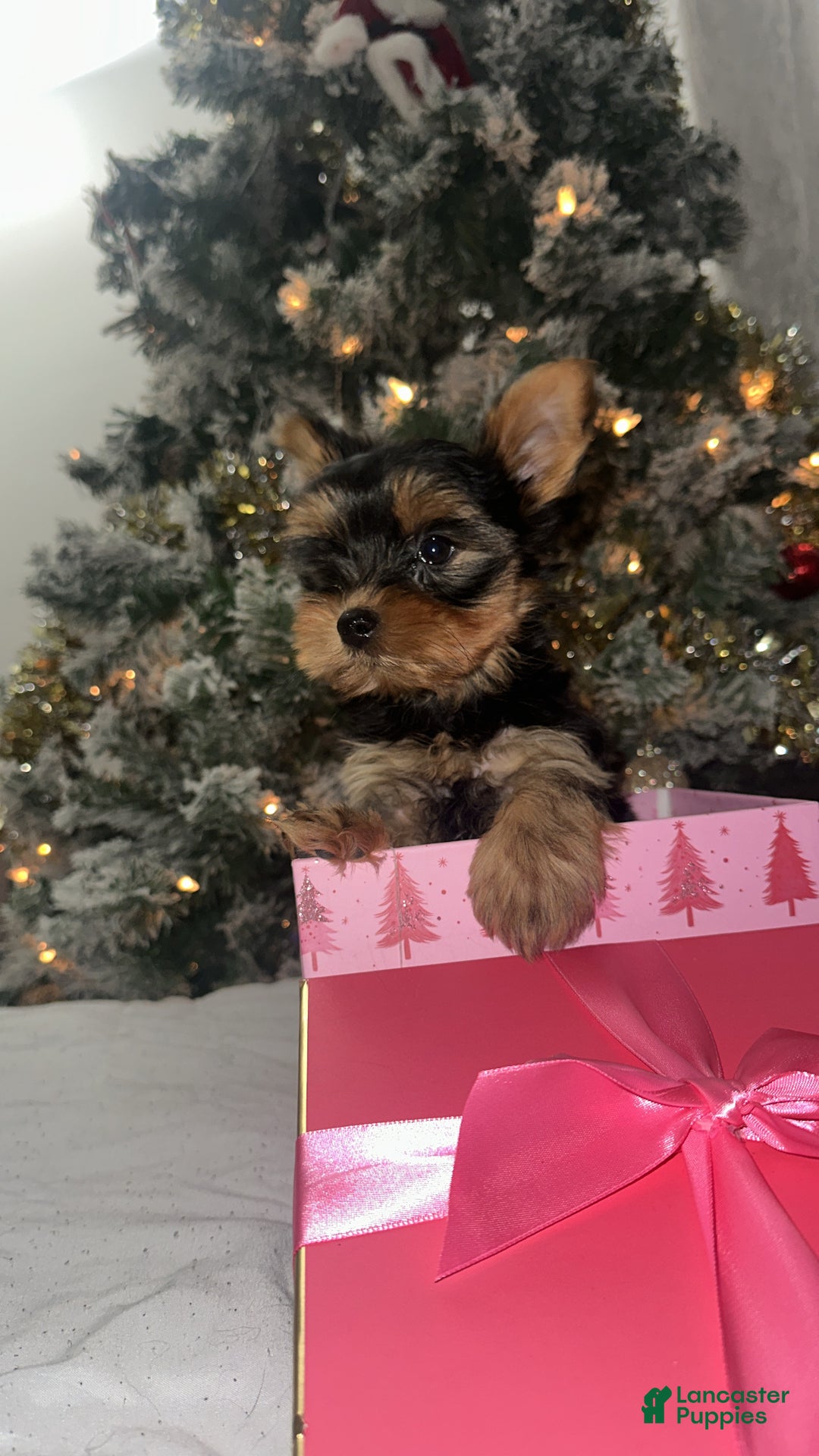 Yorkshire Terrier dogs for sale: Barbie - Ad 2