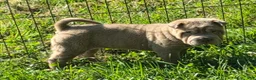 Shar Pei dogs for sale: Lyla - Ad 24