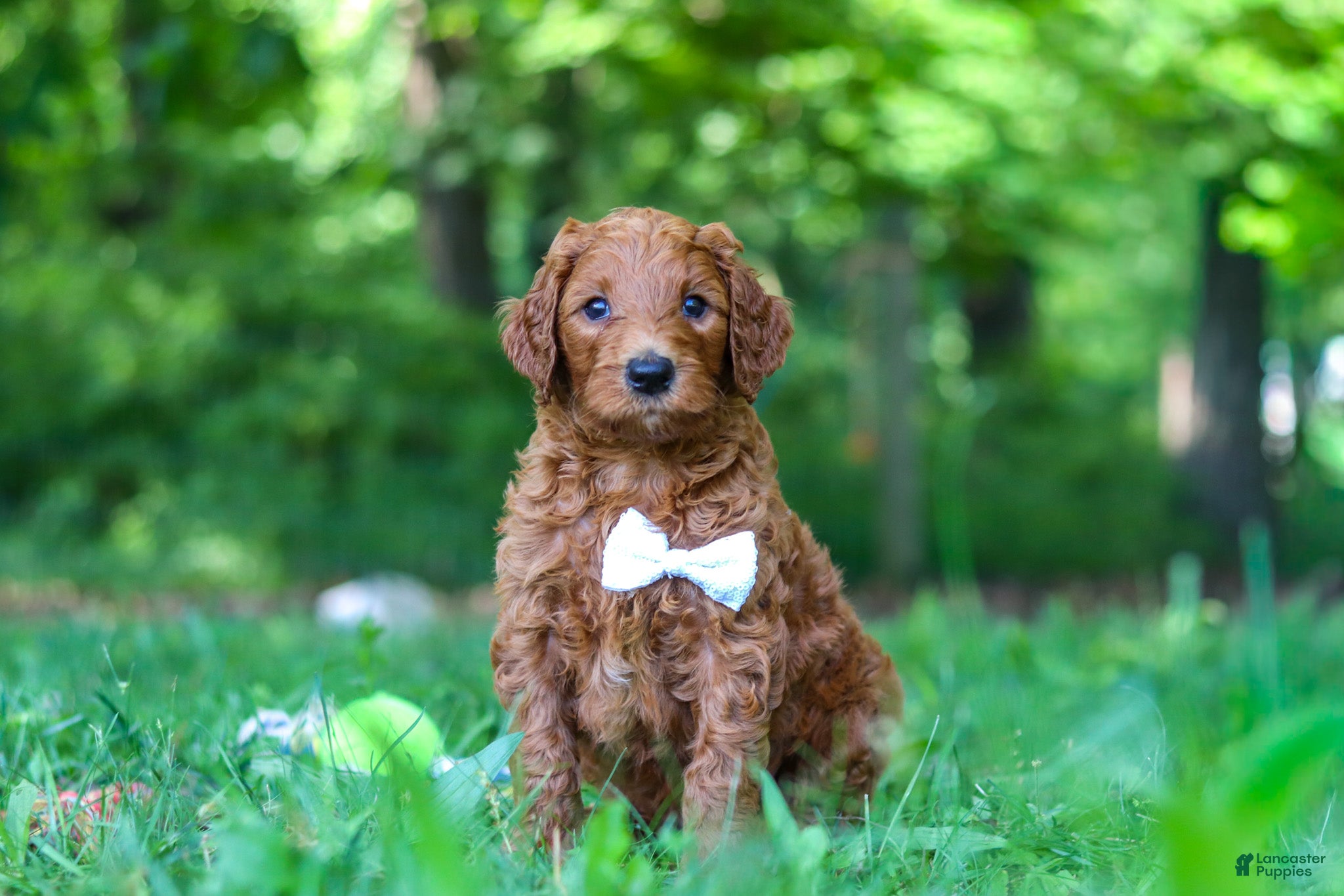 Goldendoodle dogs Freddy - Ad 1