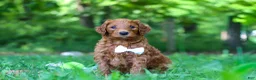 Goldendoodle dogs for sale: Freddy - Ad 1