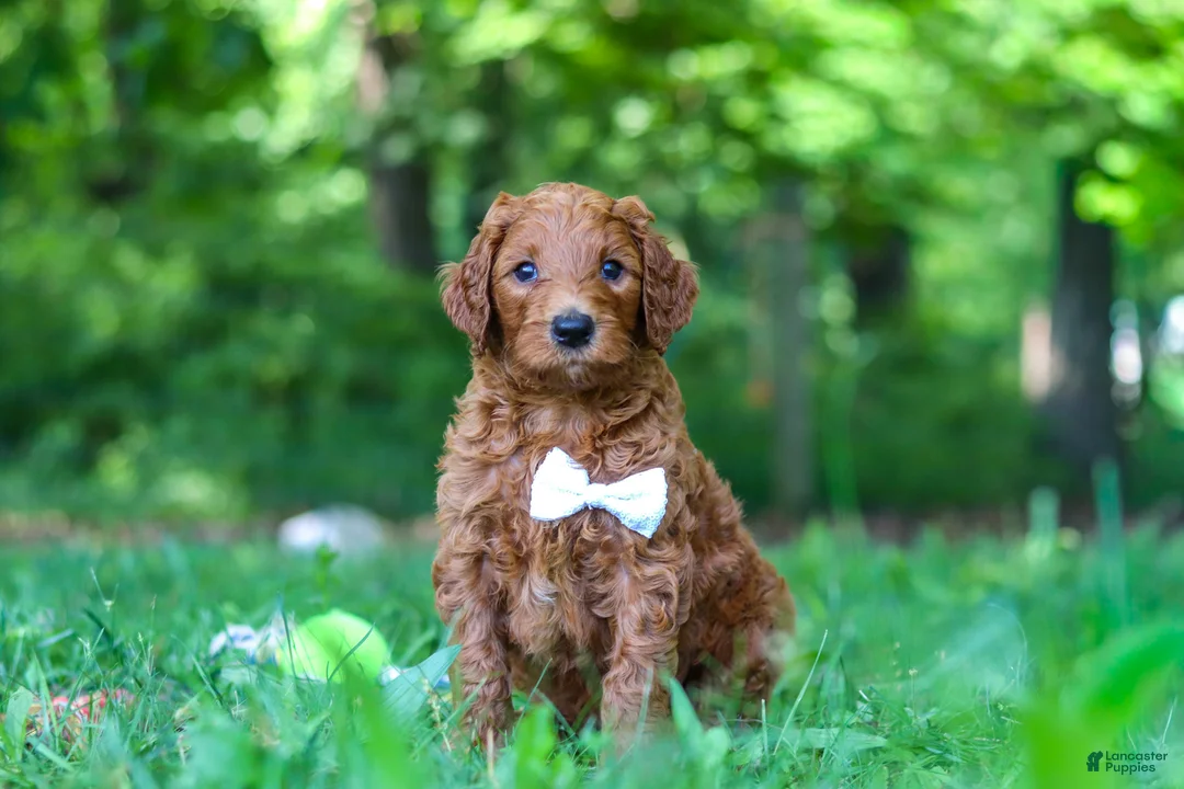 Goldendoodle dogs for sale: Freddy - Ad 1