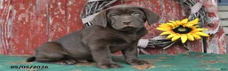 Labrador Retriever dogs for sale: Drew - Ad 1