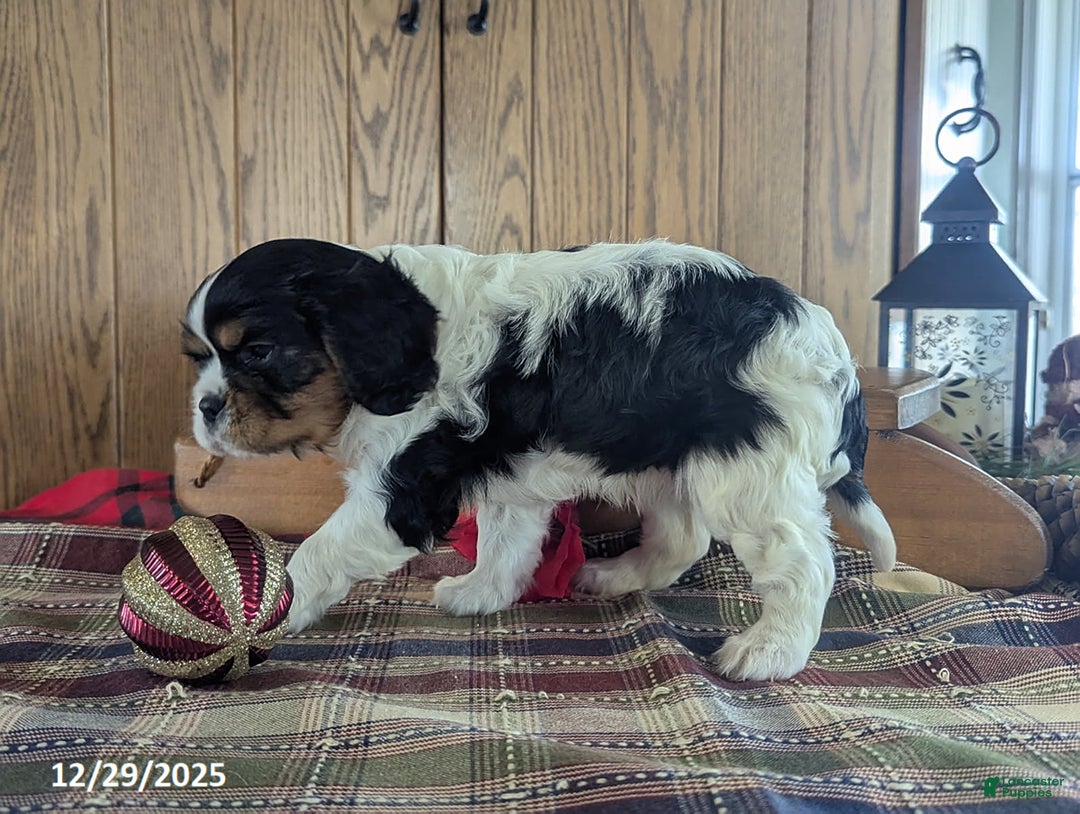 Cavalier King Charles Spaniel dogs for sale: Kate - Ad 4