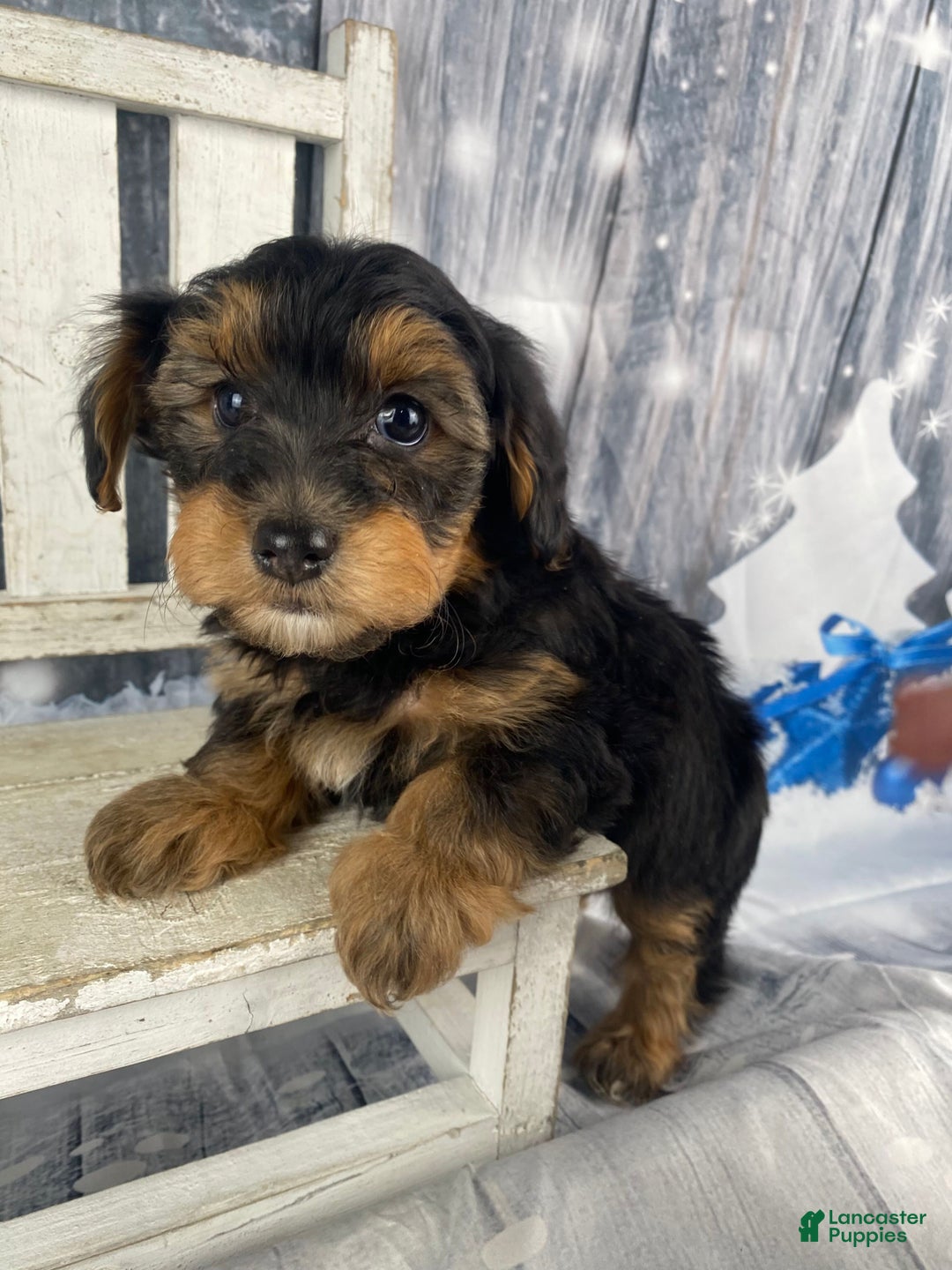 Yorkiepoo dogs for sale: Lacey - Ad 2