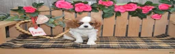 Cavalier King Charles Spaniel dogs for sale: Daisy - Ad 4