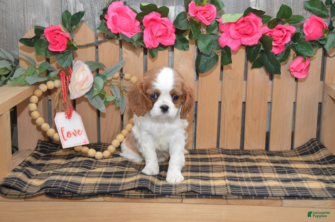 Cavalier King Charles Spaniel dogs for sale: Daisy - Ad 4