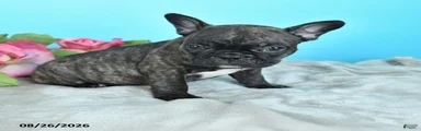 Rosco 